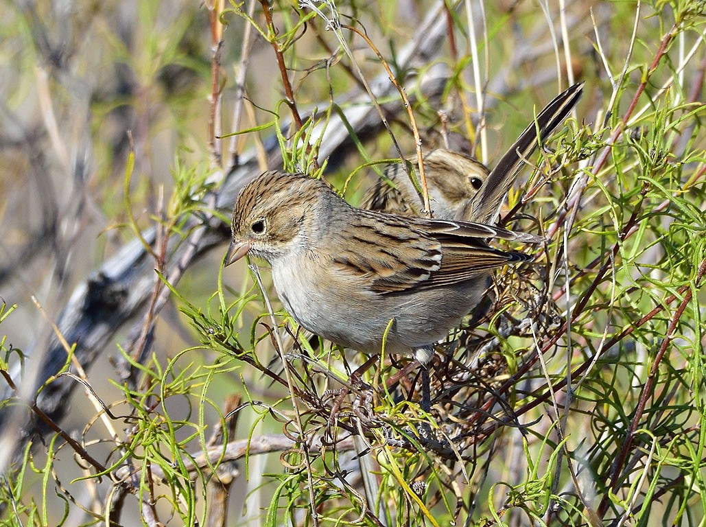 Brewer's Sparrow - Ad Konings