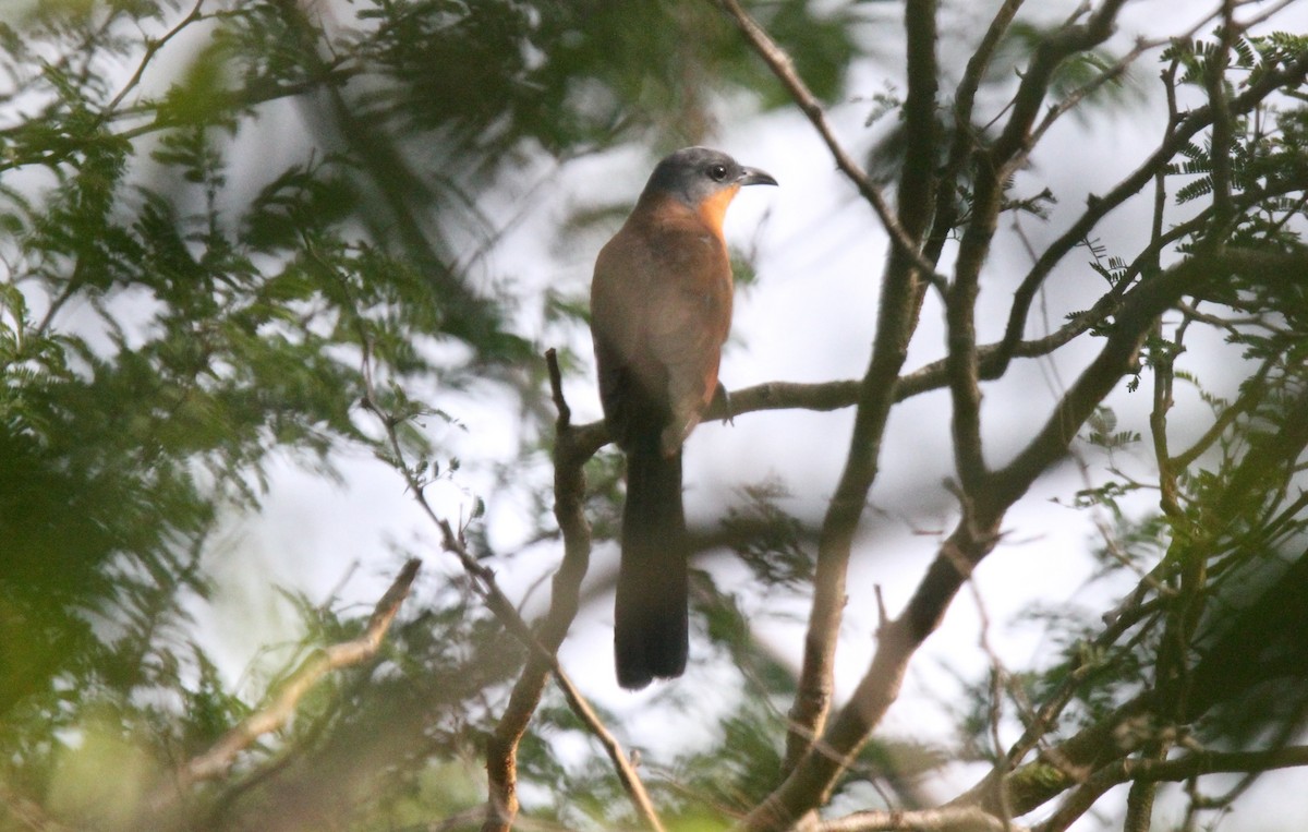 Gray-capped Cuckoo - Anthony Collerton