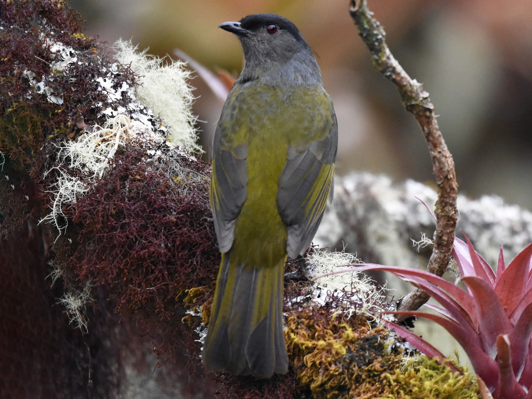 Black-and-yellow Silky-flycatcher - Ethan Lai