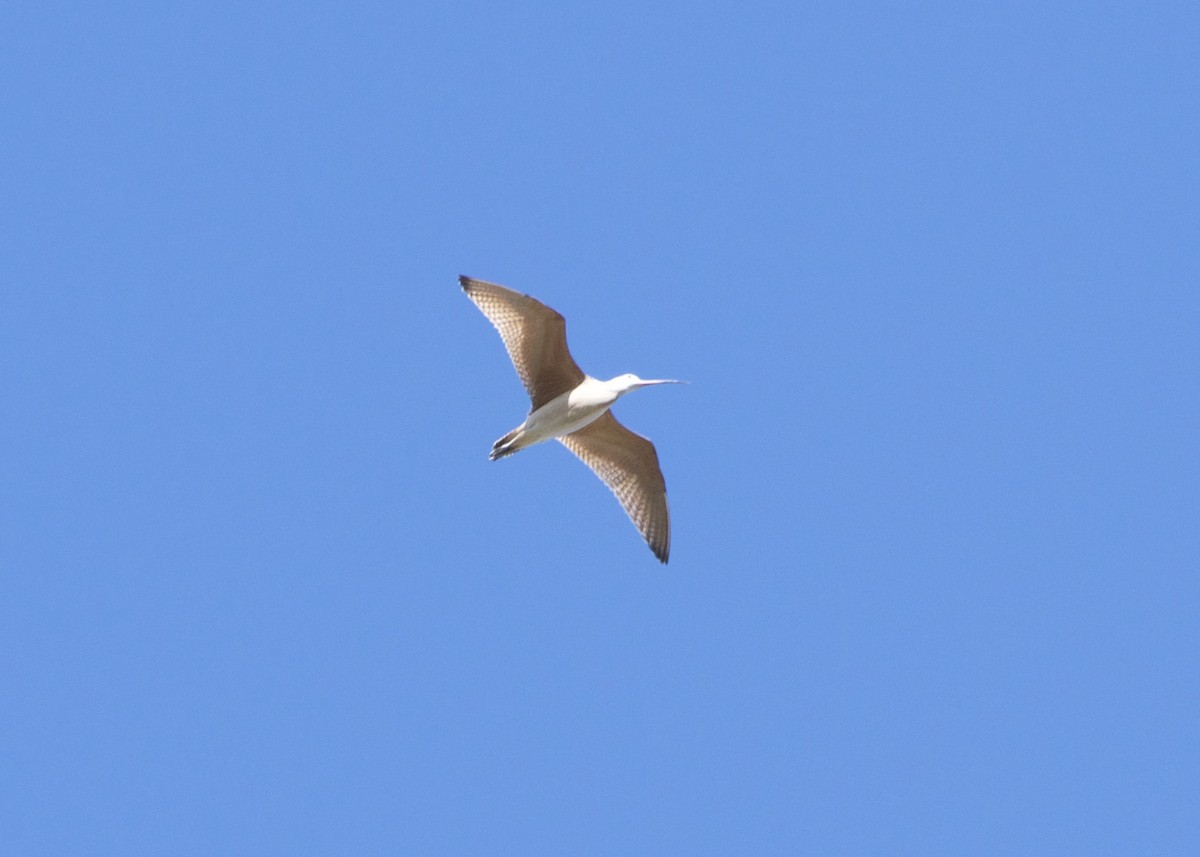 Long-billed Curlew - Kanayo Rolle