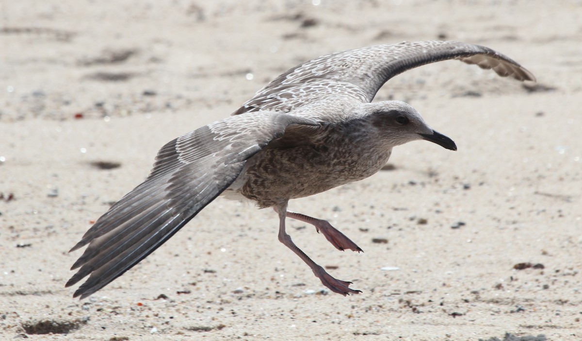 Lesser Black-backed Gull (graellsii) - ML175742801