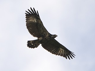 Молодая птица - Jerome Foster - ML175743481