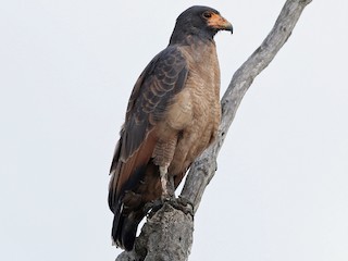  - Rufous Crab Hawk