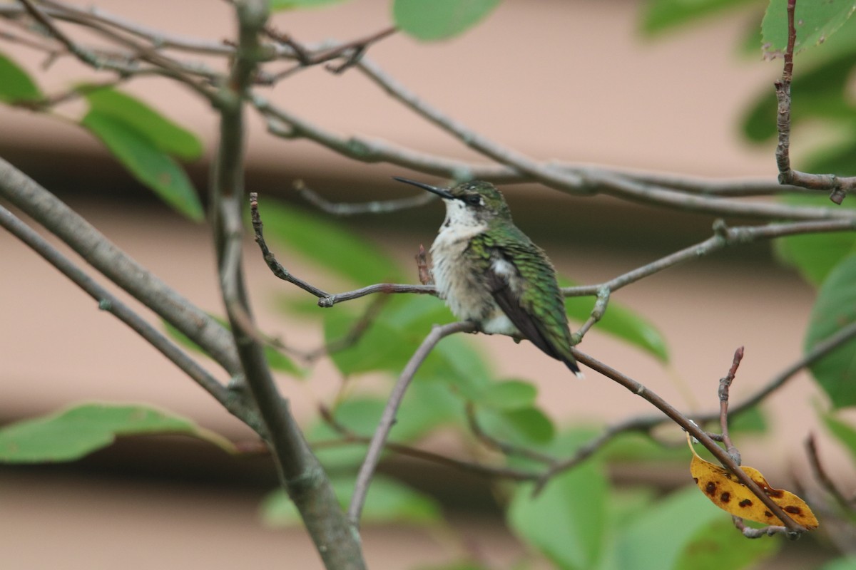 Ruby-throated Hummingbird - Louis Sharp