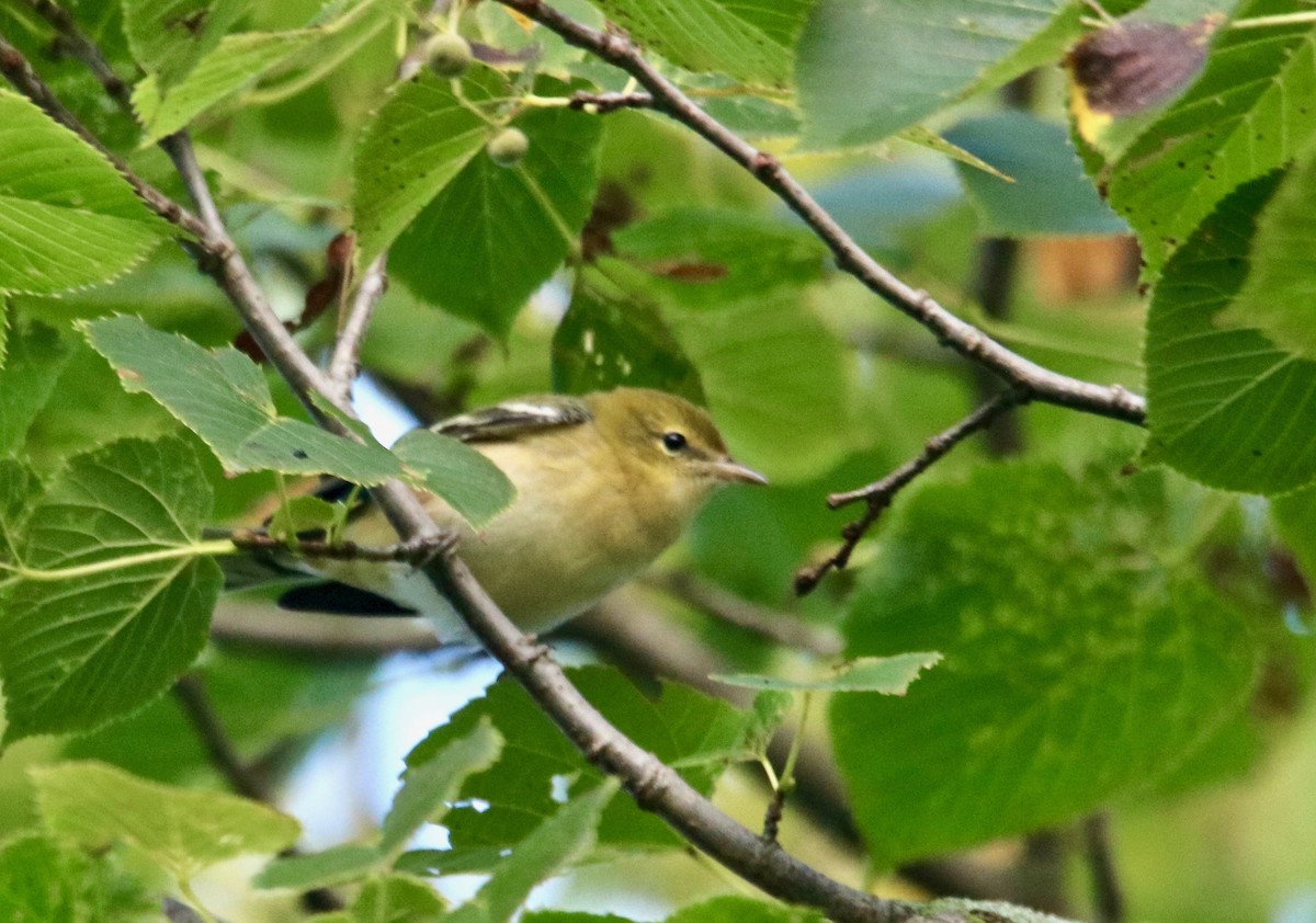 Bay-breasted Warbler - ML175748321
