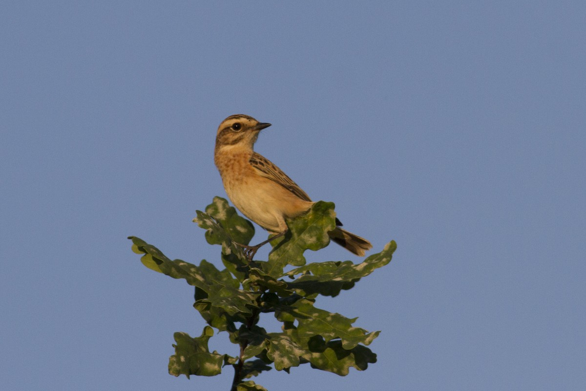 Whinchat - ML175755941