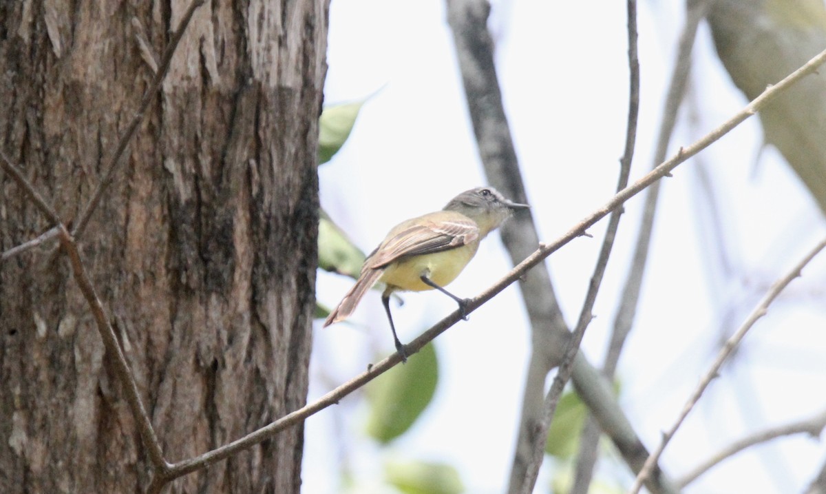 Pale-tipped Tyrannulet - ML175761091