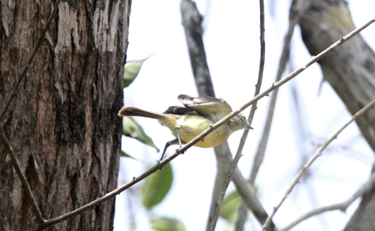 Pale-tipped Tyrannulet - ML175761121