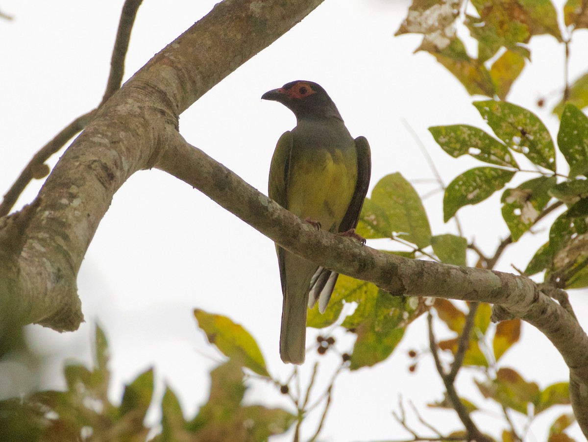Australasian Figbird - Scott Baker