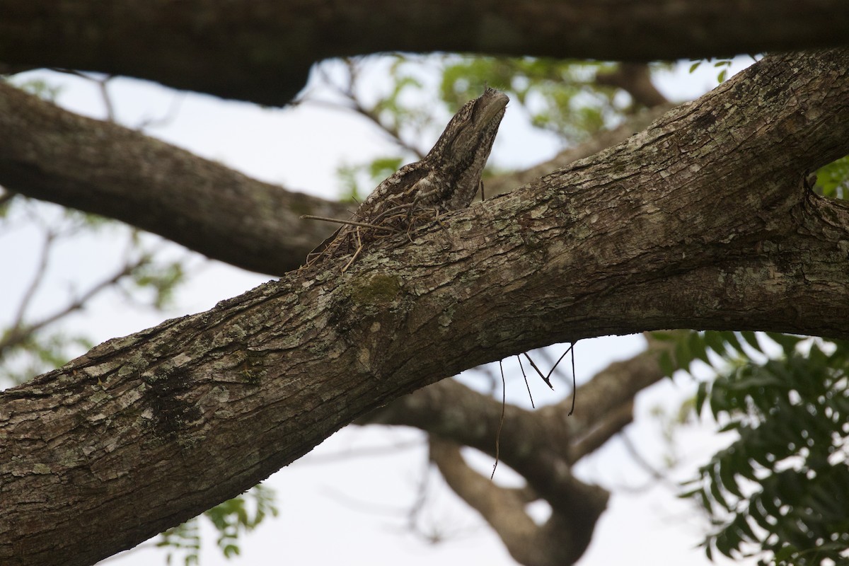 Papuan Frogmouth - ML175763301
