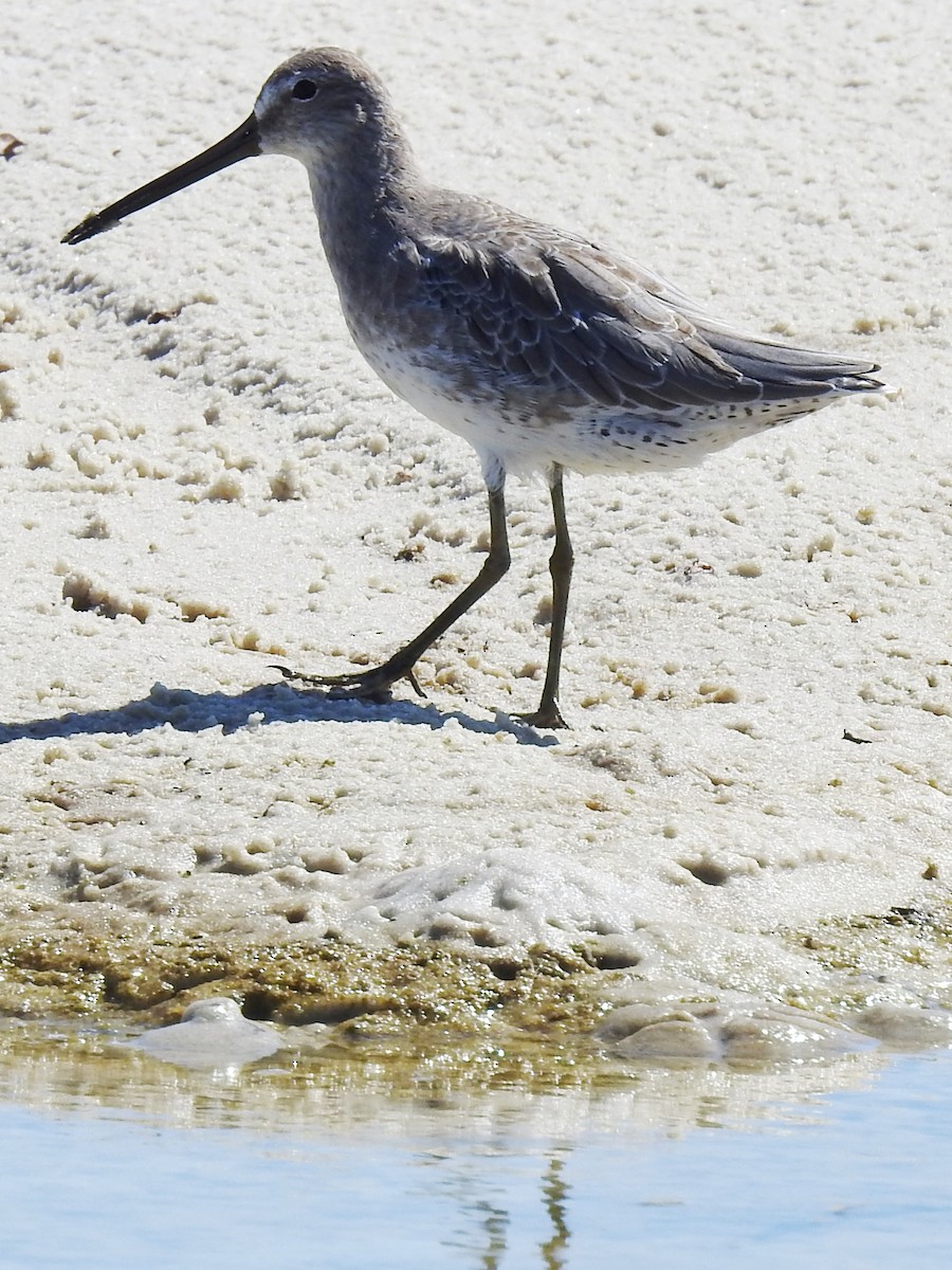 Long-billed Dowitcher - ML175763361