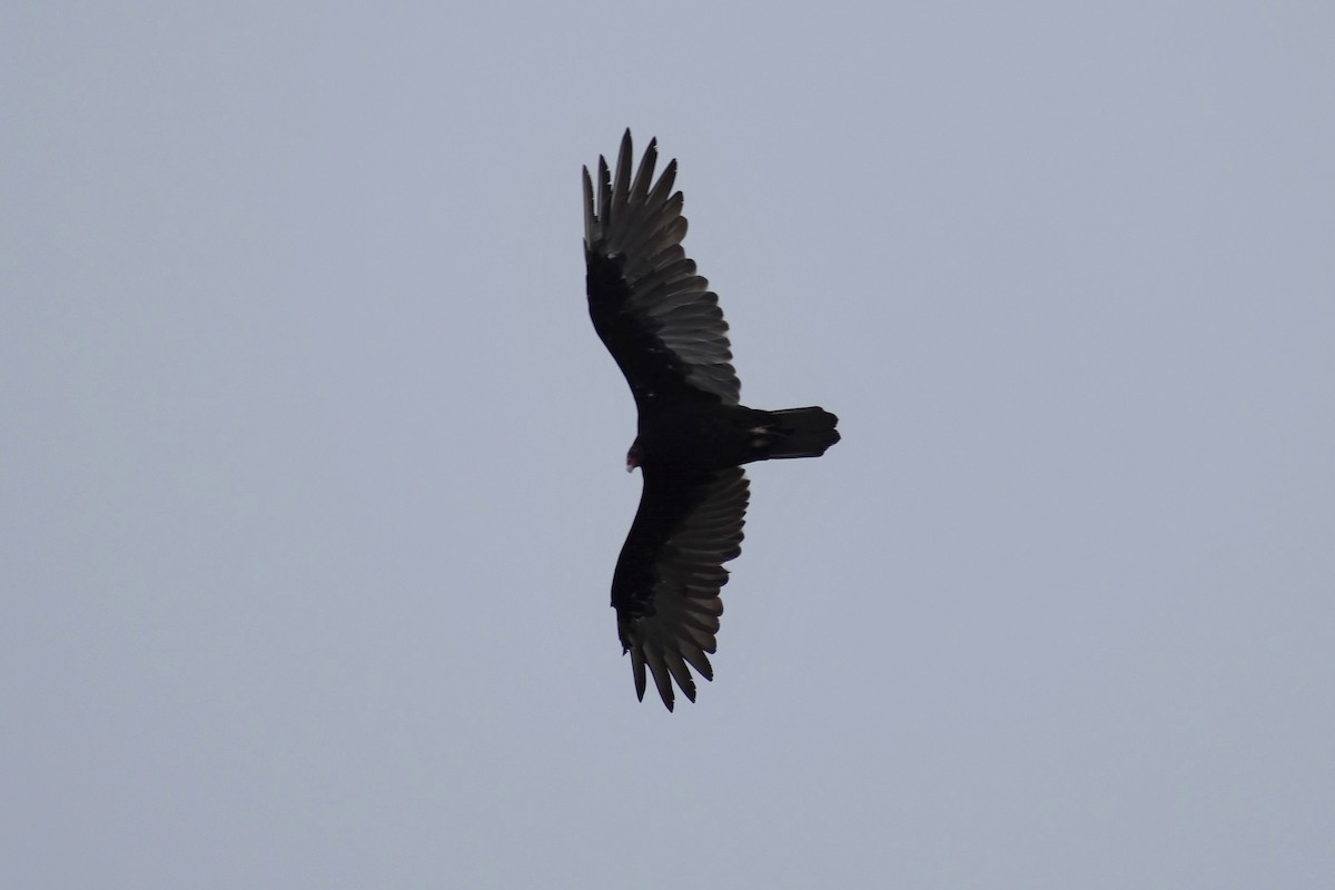 Turkey Vulture - Max Lara