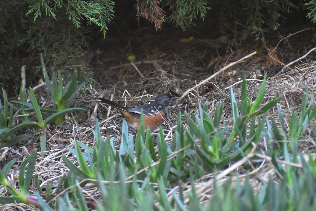 Spotted Towhee - ML175767791
