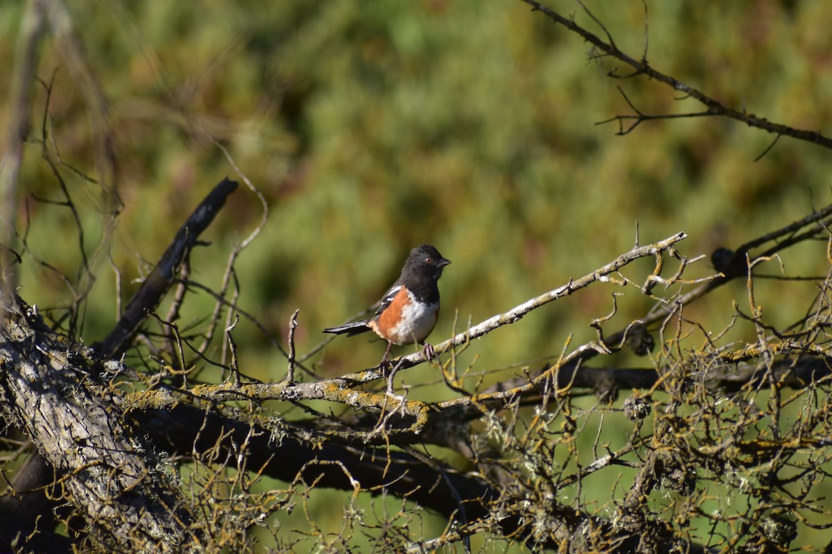 Spotted Towhee - ML175767911