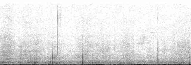 Тауї плямистий - ML175770