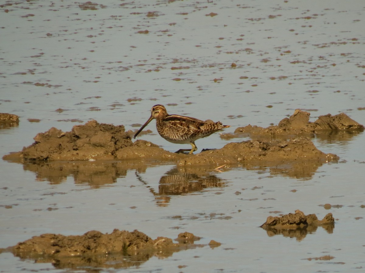 Common Snipe - Anne Barbour