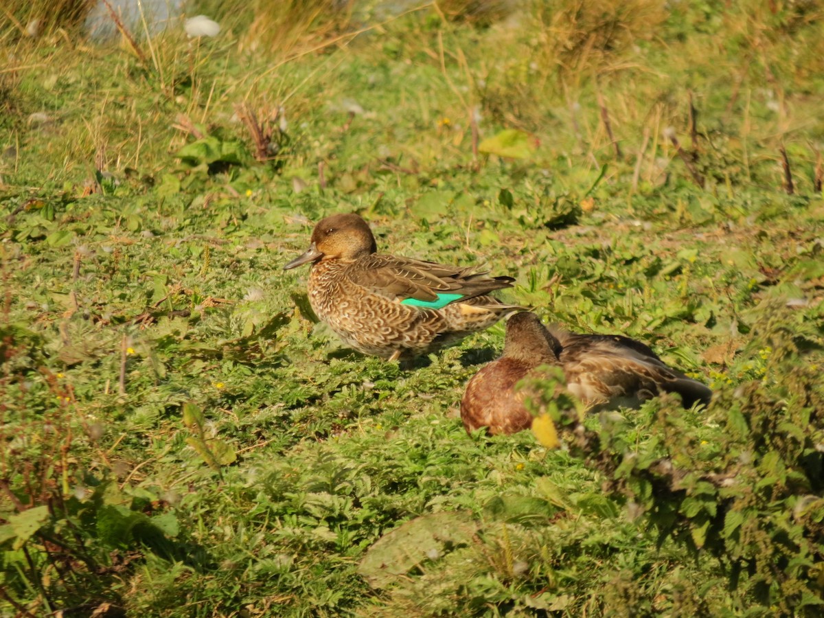 Green-winged Teal (Eurasian) - Anne Barbour