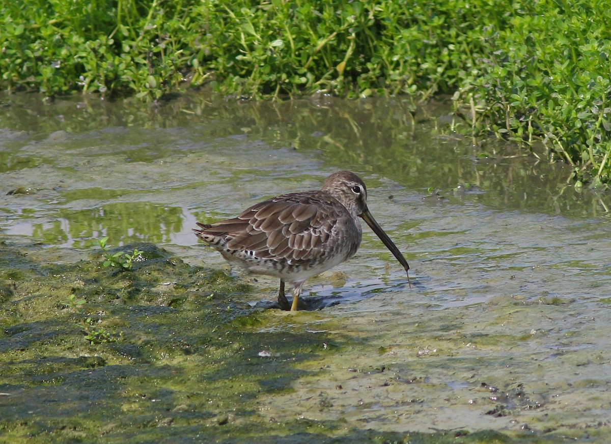 Long-billed Dowitcher - ML175770341