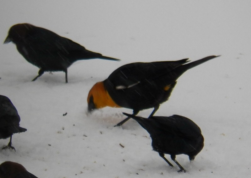 Yellow-headed Blackbird - ML175770381