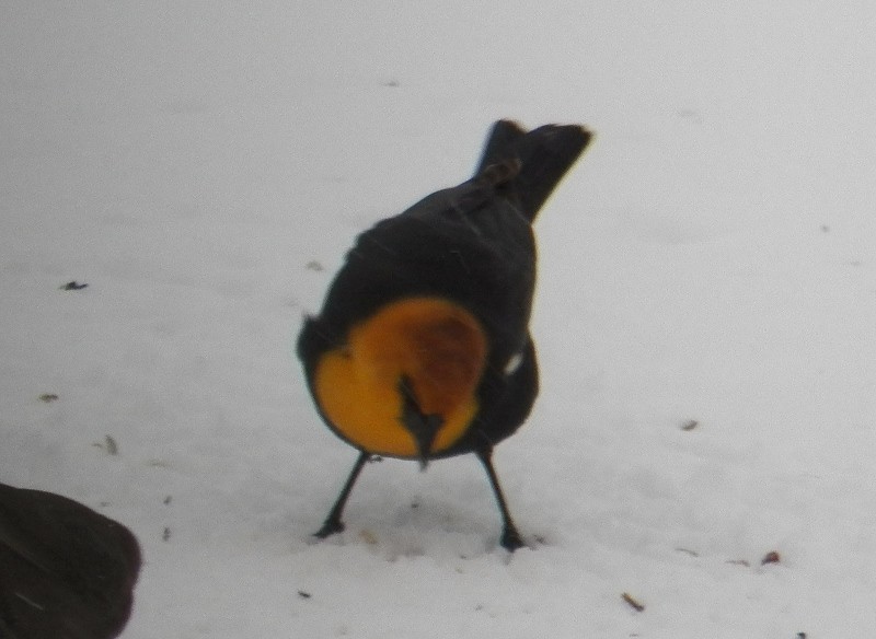 Yellow-headed Blackbird - ML175770421