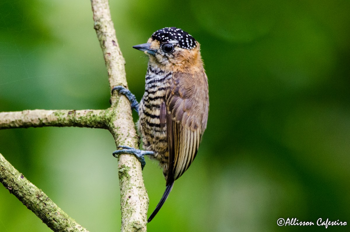 Ochre-collared Piculet - ML175770681