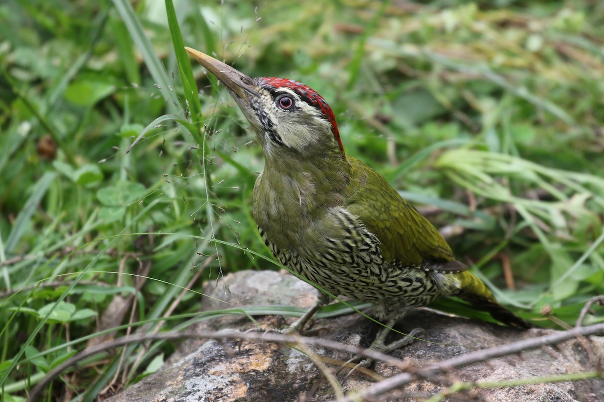 Scaly-bellied Woodpecker - ML175770831