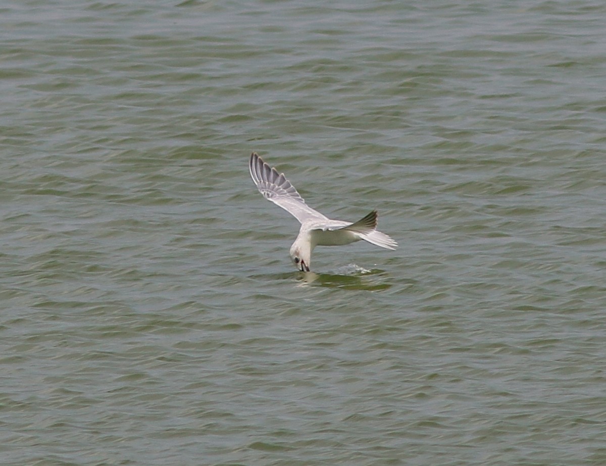 Gull-billed Tern - ML175770961