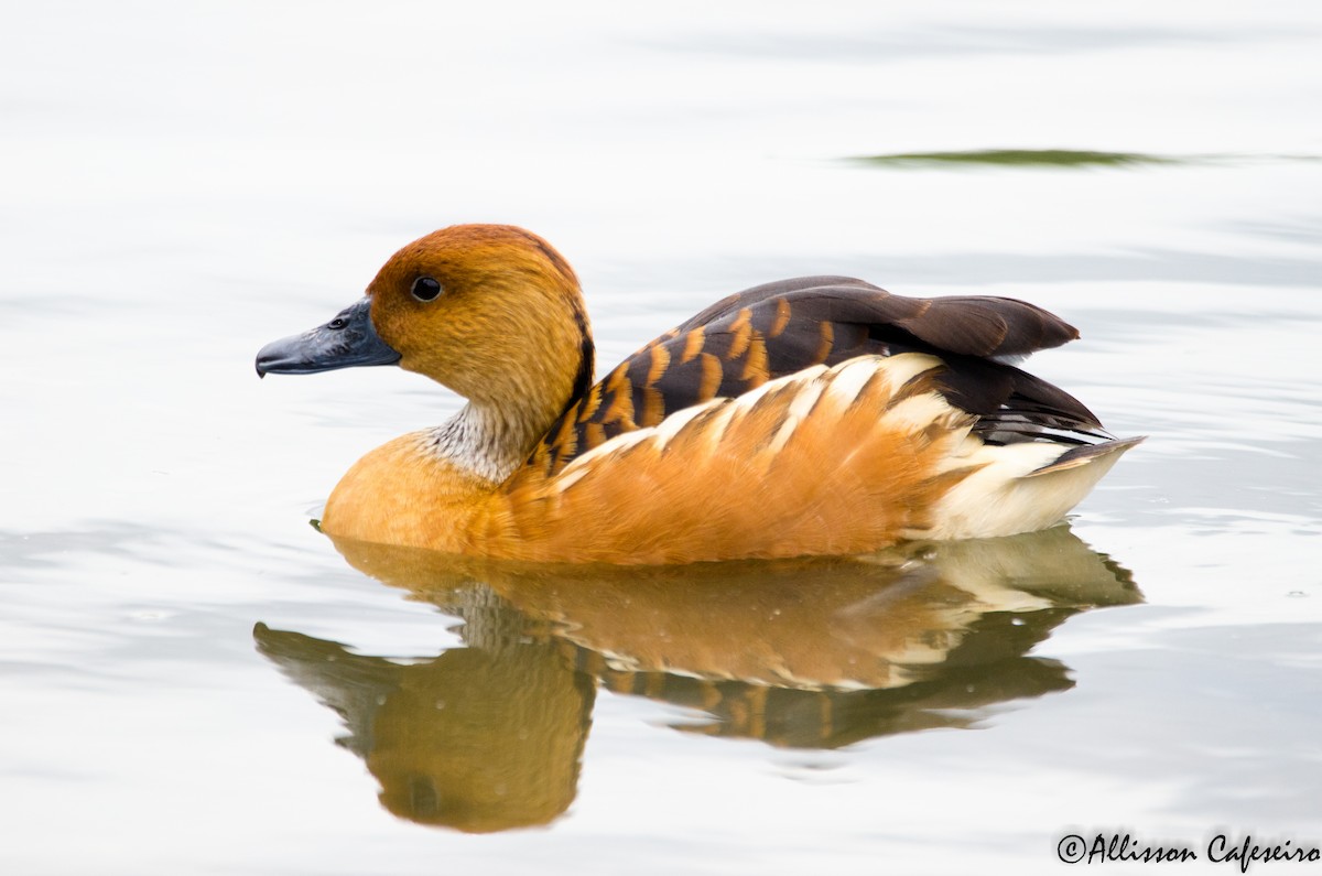 Fulvous Whistling-Duck - ML175771371