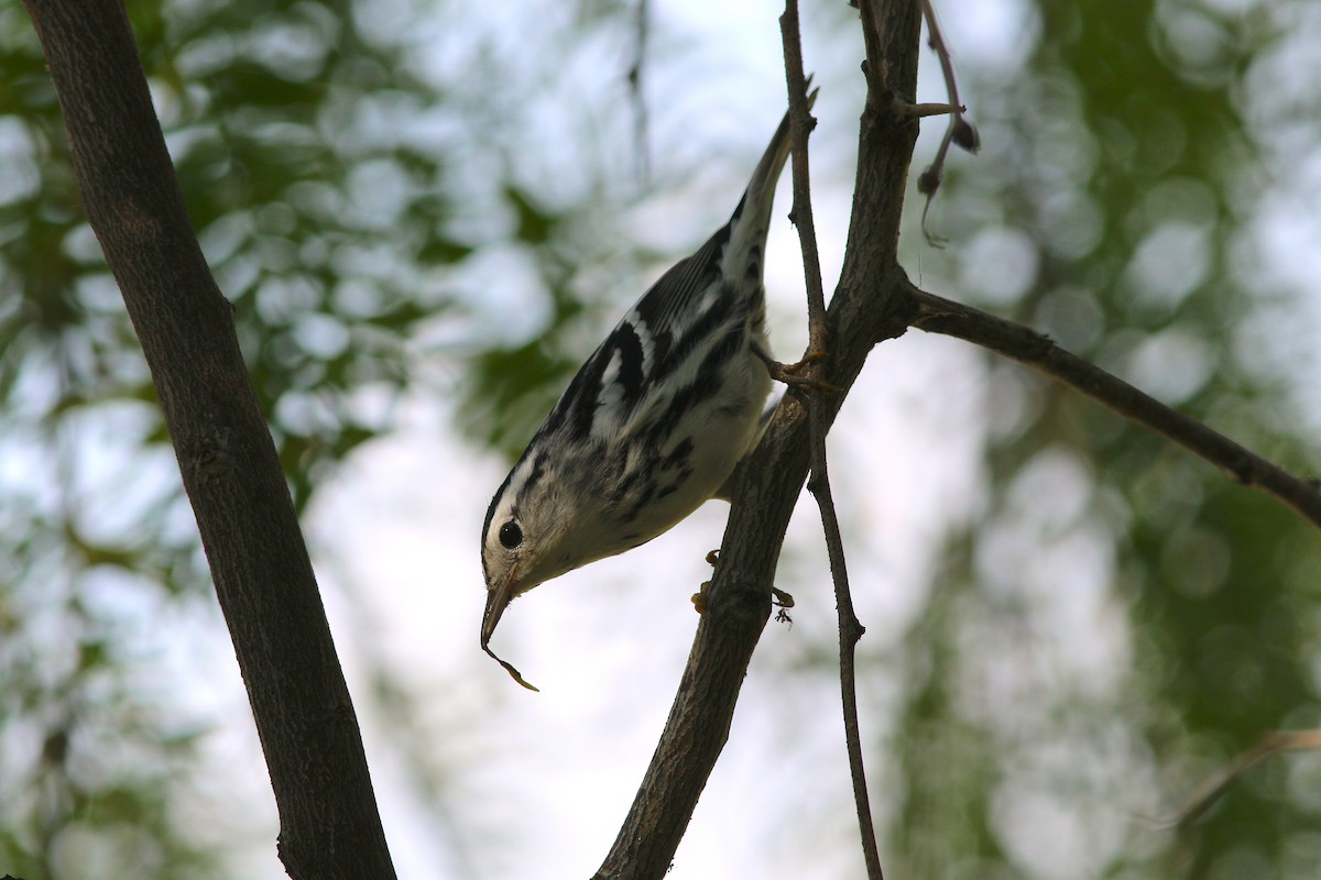 Black-and-white Warbler - ML175771741
