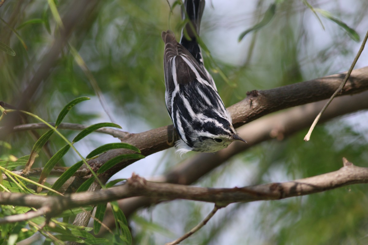Black-and-white Warbler - ML175771791