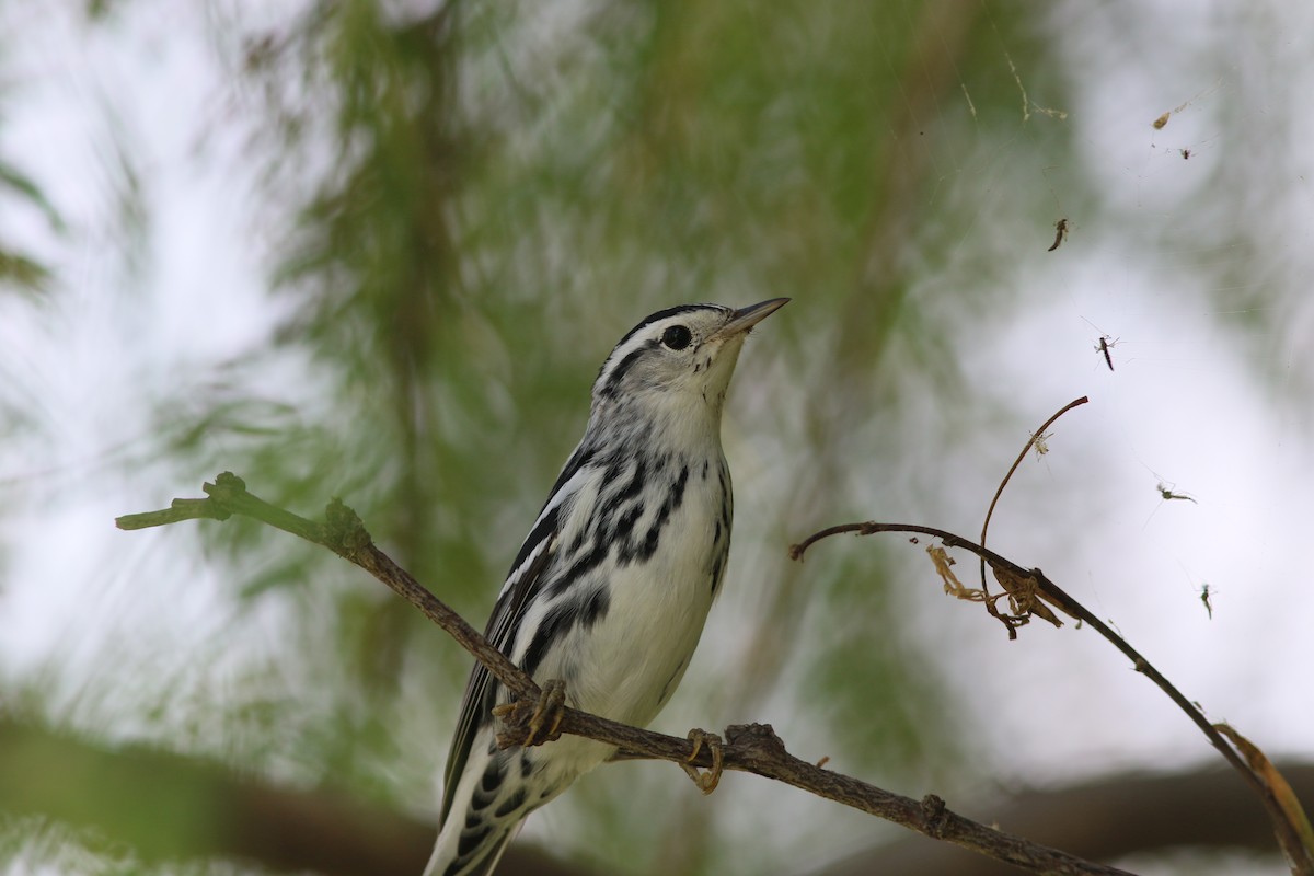 Black-and-white Warbler - ML175771881