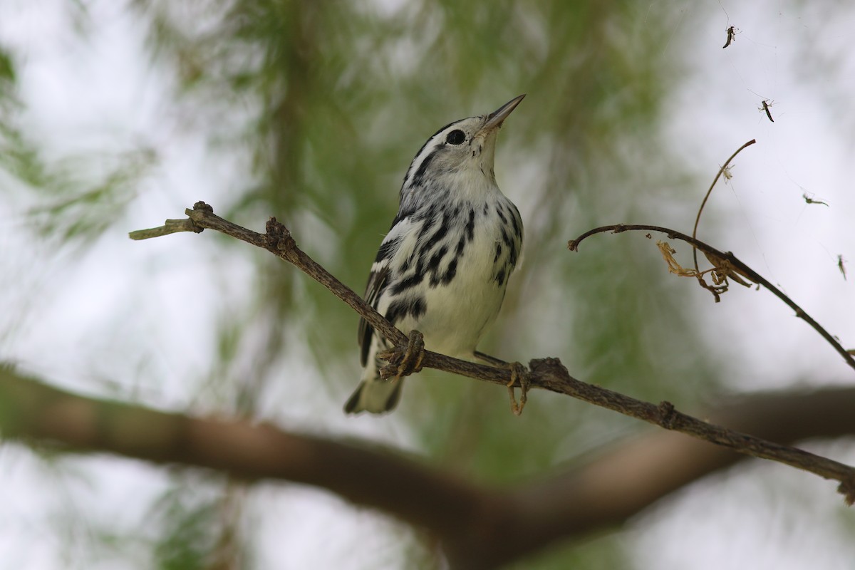 Black-and-white Warbler - ML175771931