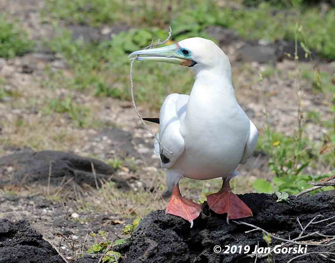 Red-footed Booby - Jan Gorski