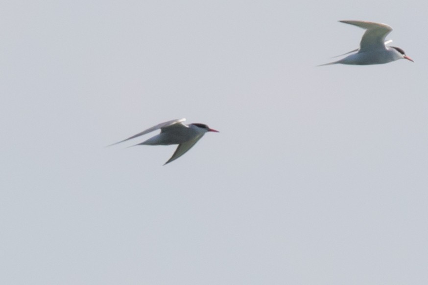 Common Tern - ML175778971