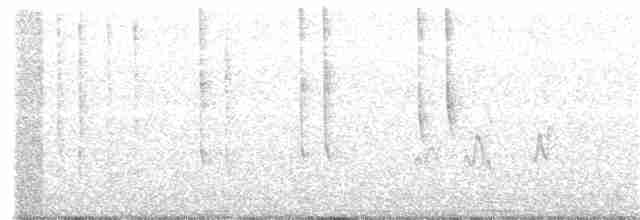 White-eared Hummingbird - ML175782541