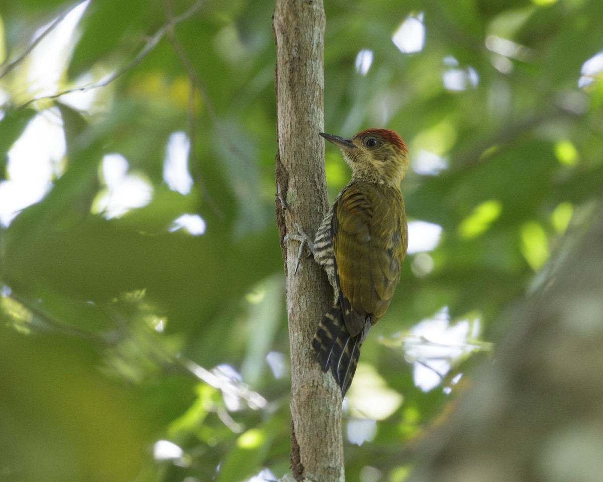 Red-stained Woodpecker - ML175785031