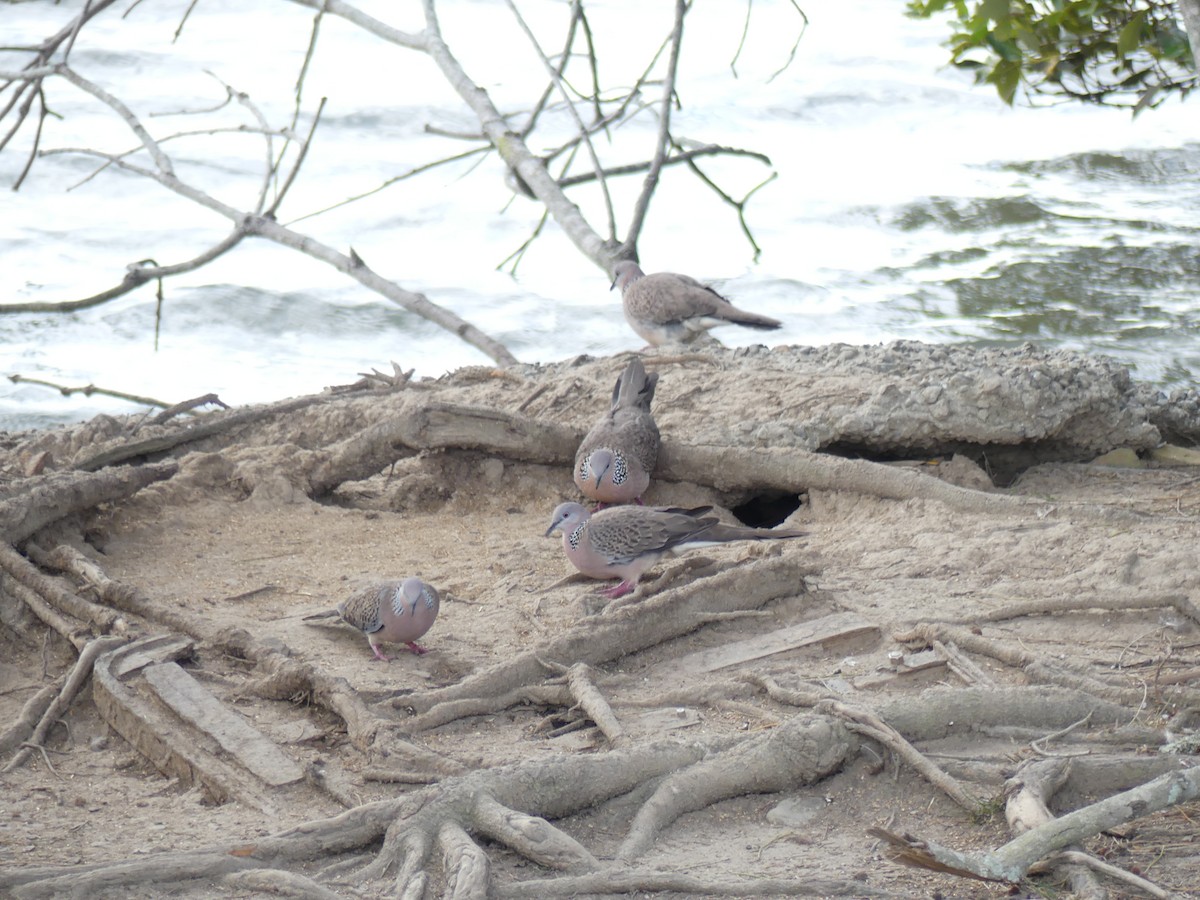 Spotted Dove - ML175789711
