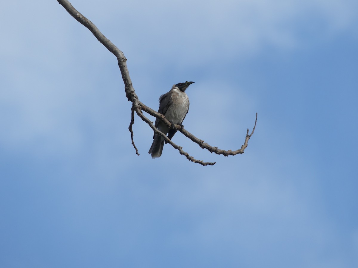 Noisy Friarbird - ML175789751