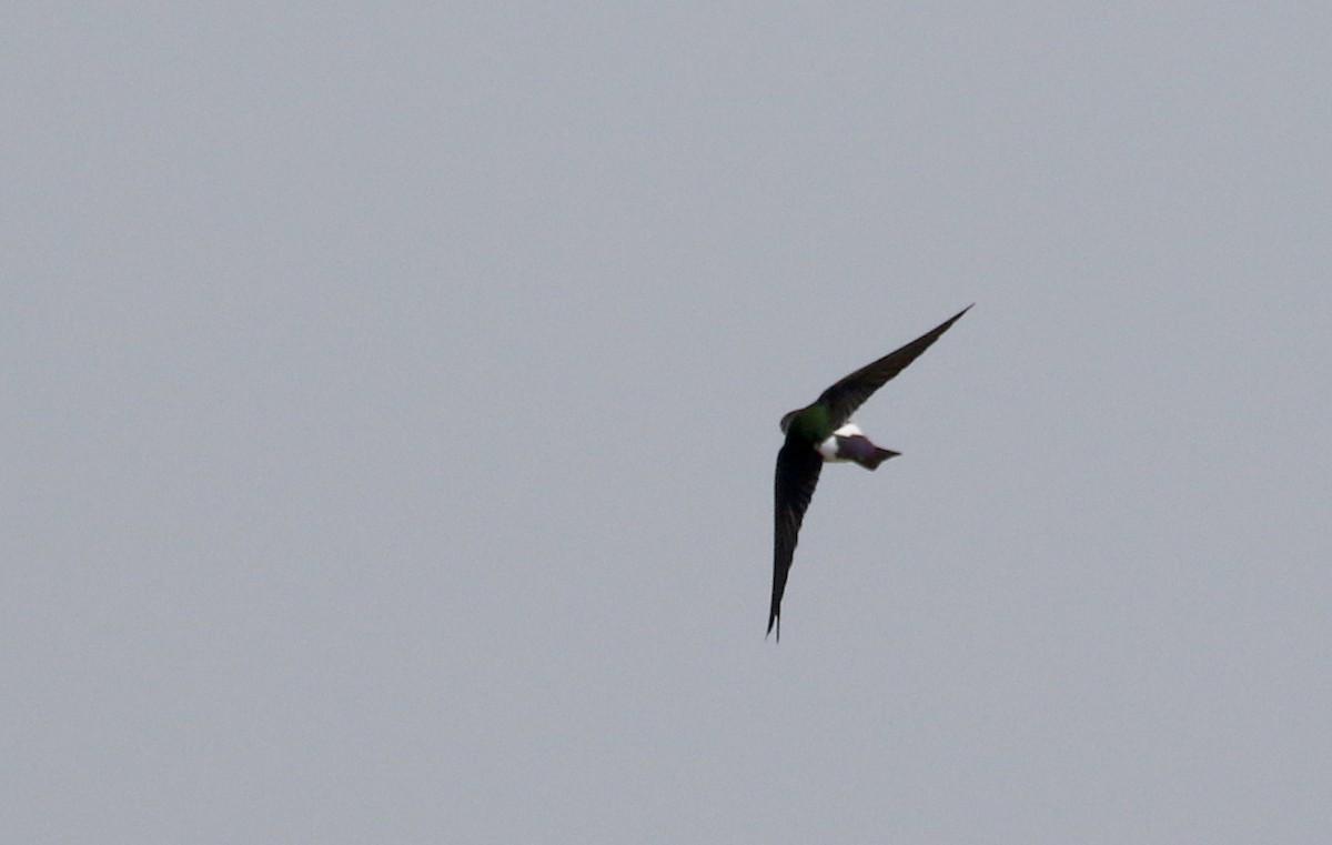 Violet-green Swallow - Jay McGowan