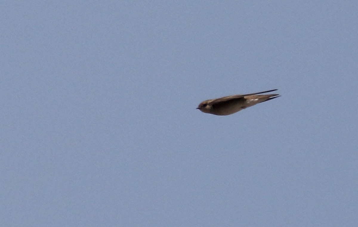 Northern Rough-winged Swallow - ML175790031