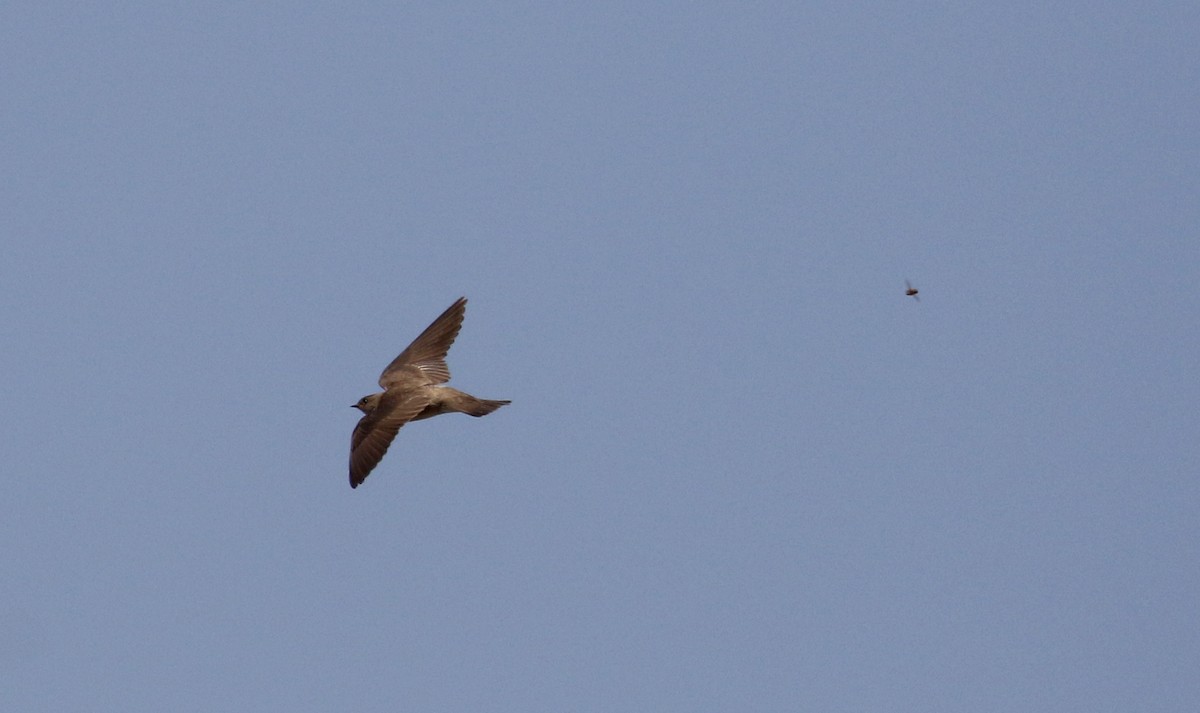 Northern Rough-winged Swallow - ML175790051