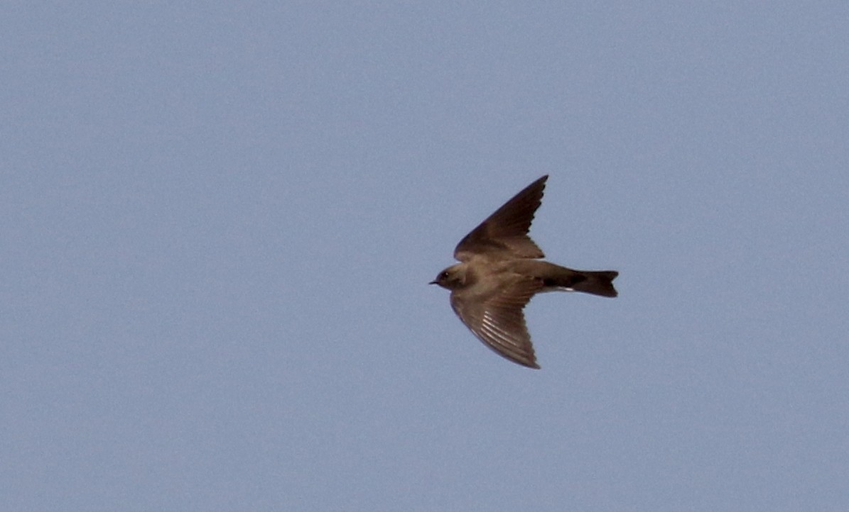 Northern Rough-winged Swallow - ML175790111