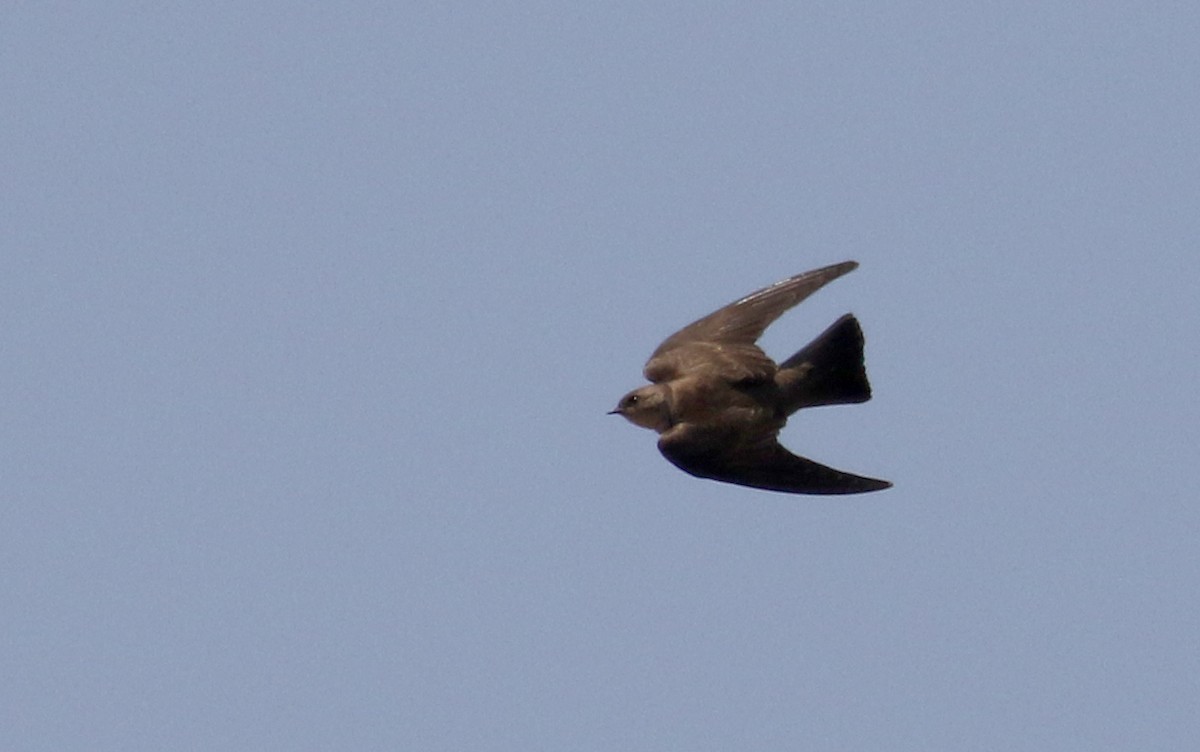 Northern Rough-winged Swallow - ML175790131