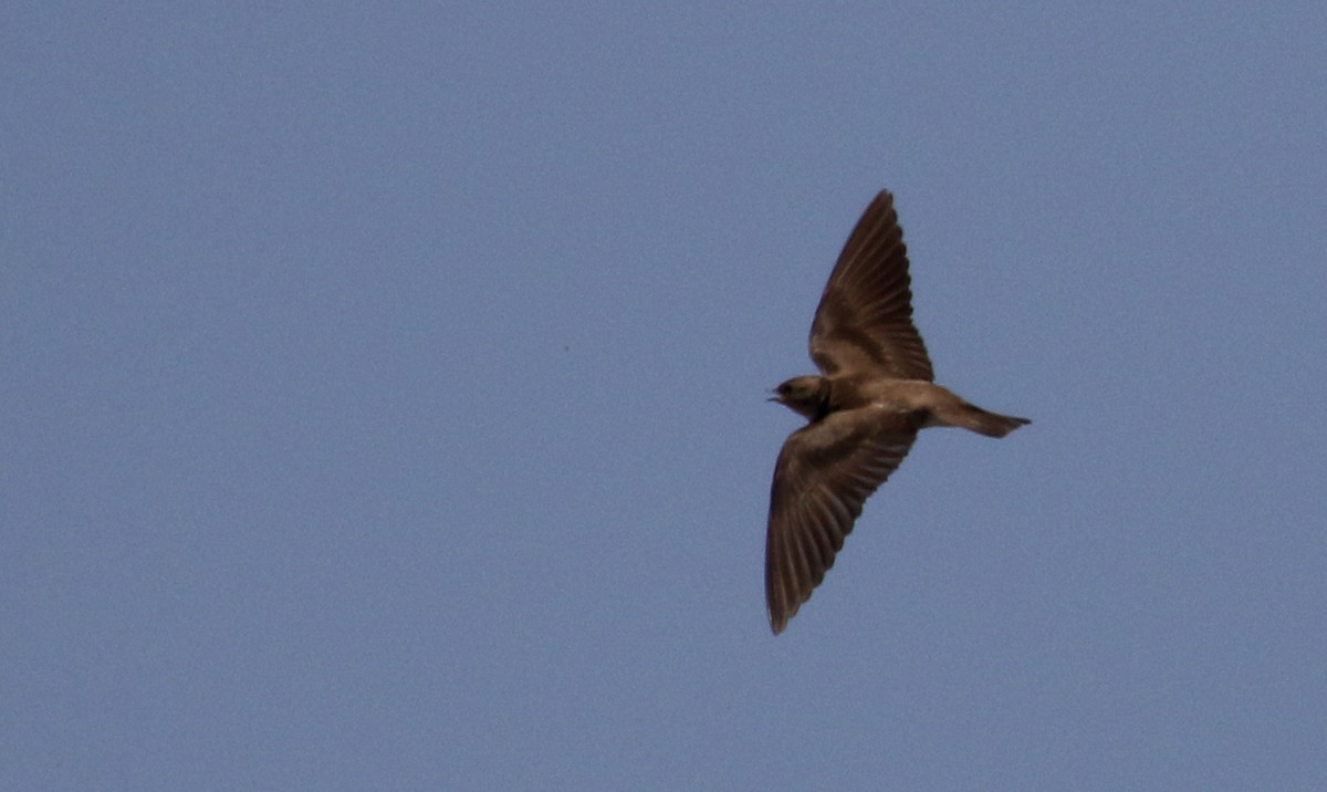 Northern Rough-winged Swallow - ML175790141