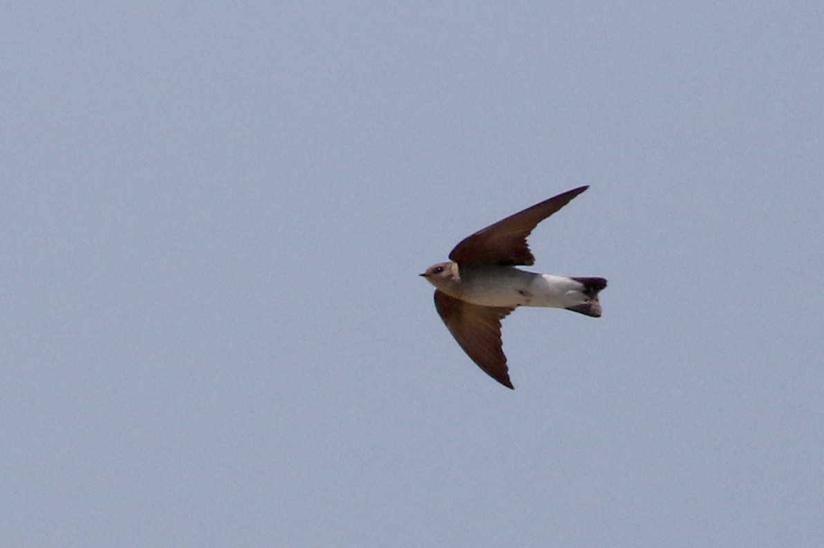 Northern Rough-winged Swallow - ML175790161