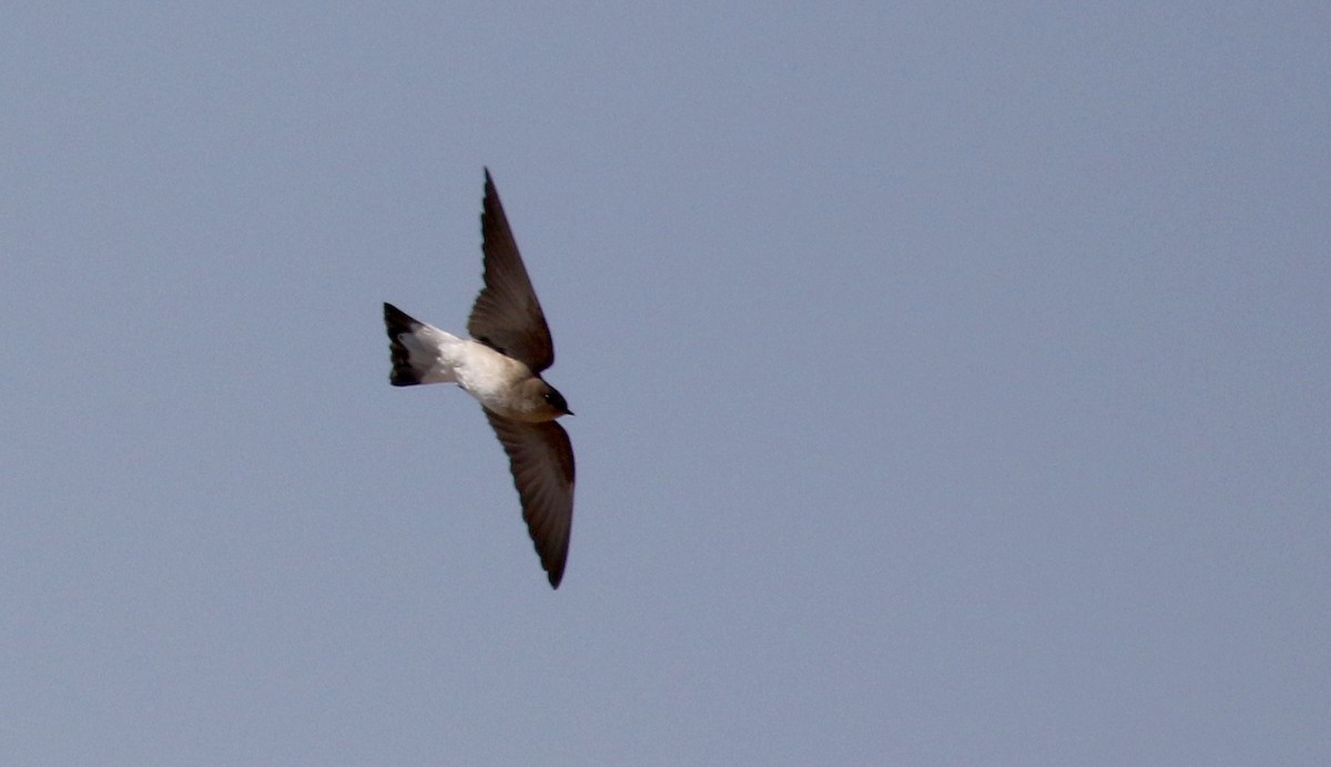 Northern Rough-winged Swallow - ML175790171
