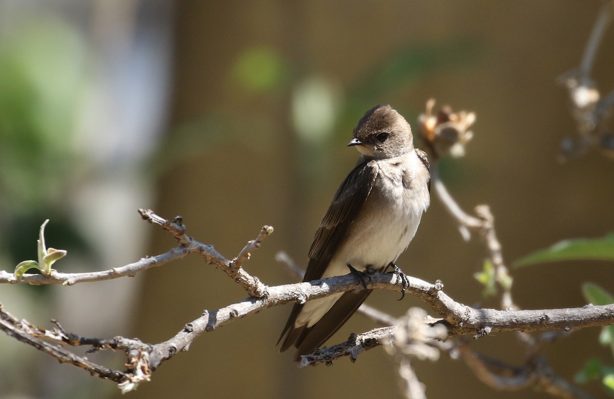Northern Rough-winged Swallow - ML175790221