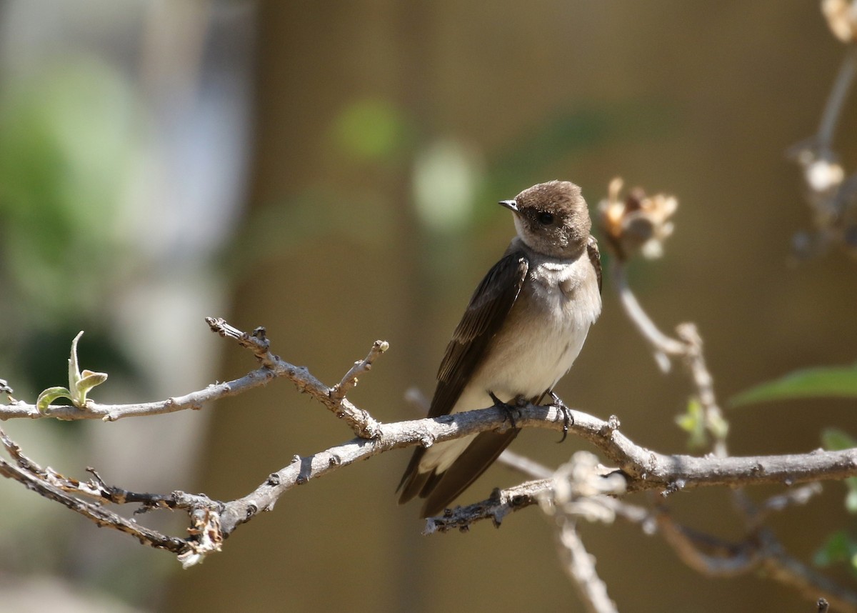 Northern Rough-winged Swallow - ML175790241