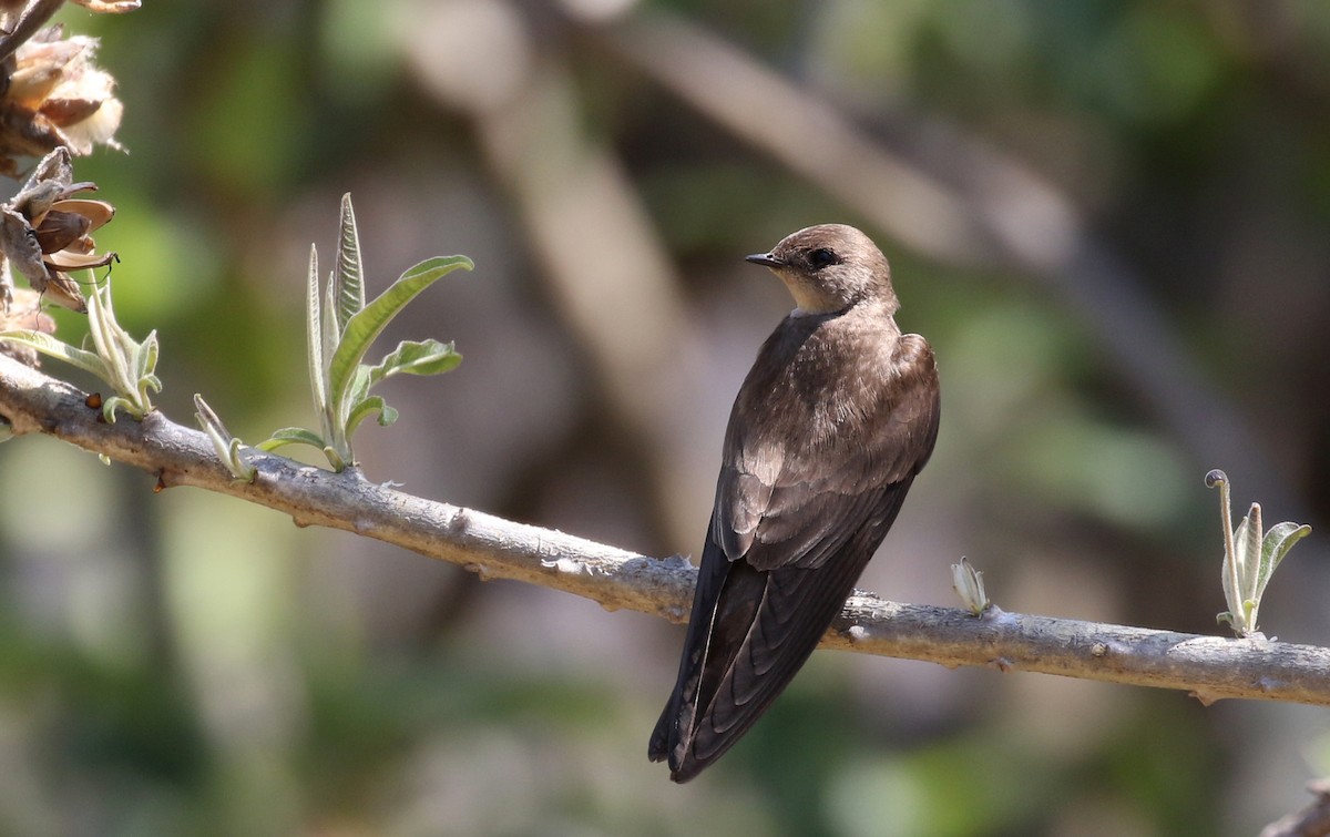 Northern Rough-winged Swallow - ML175790281