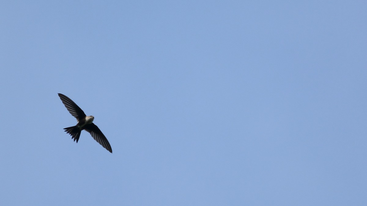 White-throated Swift - Miguel Aguilar @birdnomad